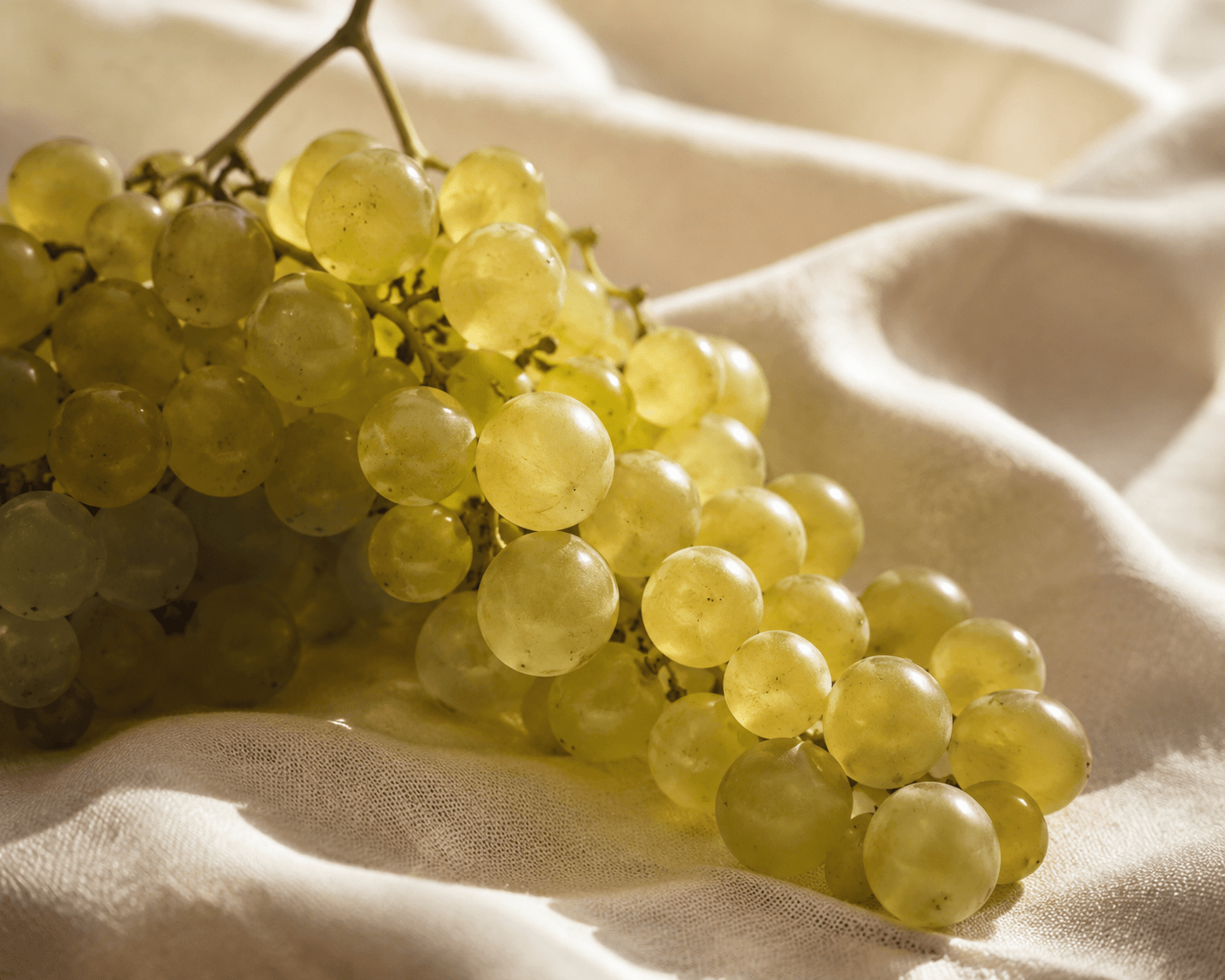 malbec wine